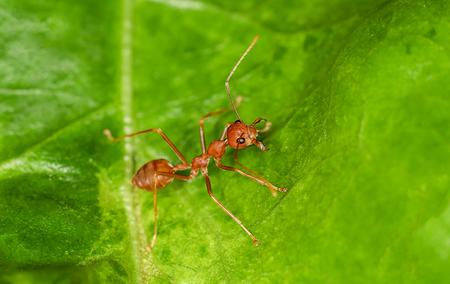 a fire ant on a bright green leaf