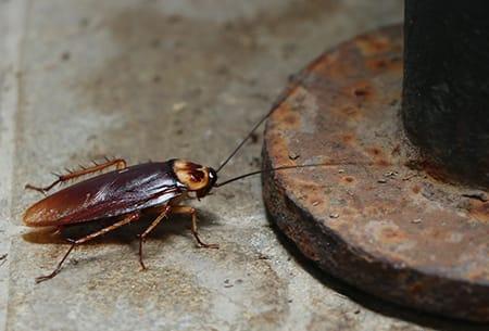 an american cockroach scurrying around the basement in a tulsa oklahoma home