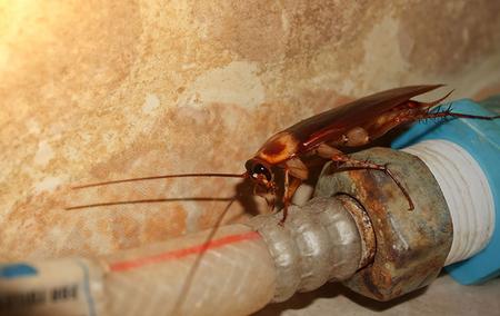 american cockroach on pipe