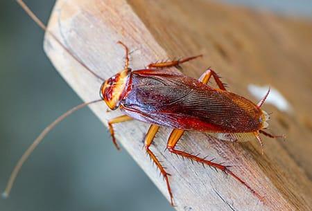 an american cockroach rawling along the edge of a clean wooden kitchen shelf during day light in a tulsa oklahoma home