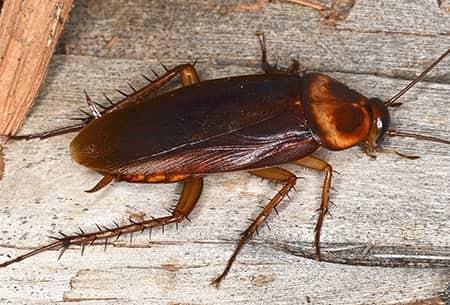 an american cockroach feasting on a wooden table top in a tulsa oklahoma kitchen