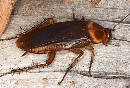 american cockroach found in tulsa home