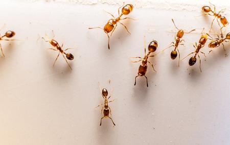 ants crawling on a table