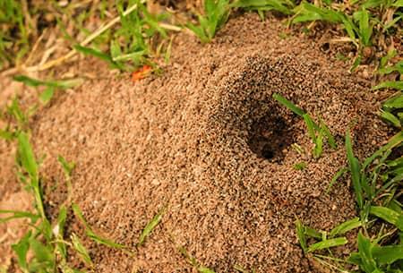 anthill up close in tulsa yard