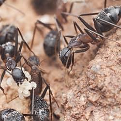 ants crawling on dirt