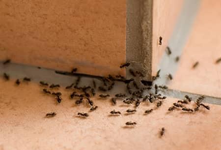 ants in tulsa oklahoma house