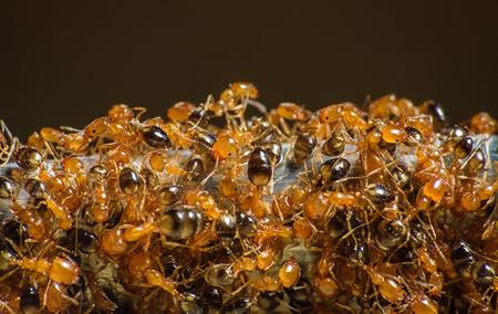 ants swarming on a log