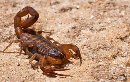 a large scorpion on the ground