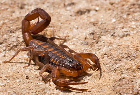 a scorpion crawling along the dry stony pathway on a tulsa oklahoma property during day light