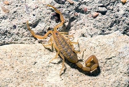 a golden brown tinted bark scorpion scurrying throughout a tulsa oklahoma yard