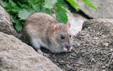 a large rat sitting between rocks