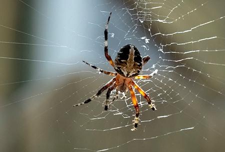 bug spider on a web