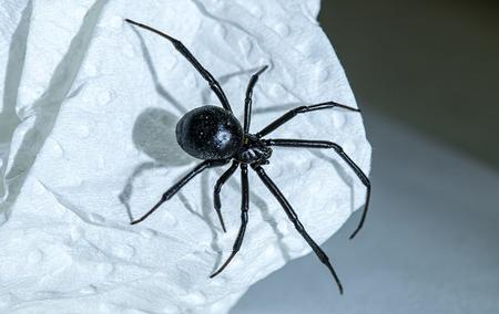 a black widow spider crawling in a home on a paper towel