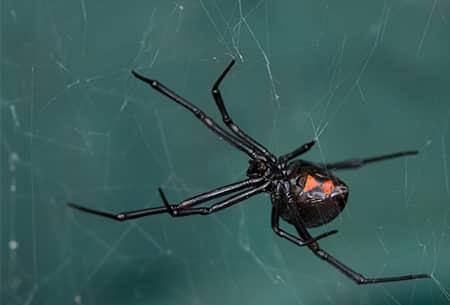 a black widow spider sprawled our on a web along a tulsa oklahoma home