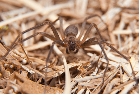 brown recluse spider