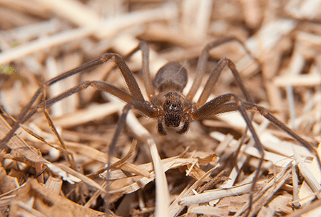 Learn How To Avoid Dangerous Spiders Like The Brown Recluse brown recluse