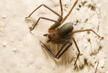 Avoid Spider Season Infestation a fully grown long legged brown recluse spider crawling along the stone wall of a tulsa oklahoma home