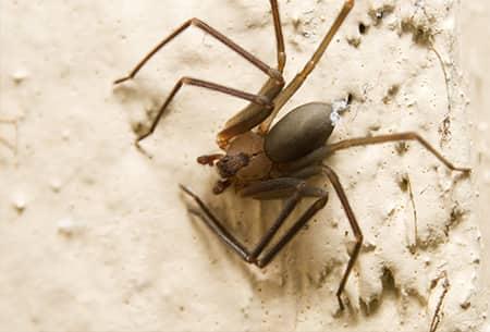 a fully grown long legged brown recluse spider crawling along the stone wall of a tulsa oklahoma home