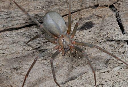 a long legged brown recluse spider in tulsa oklahoma durring fall