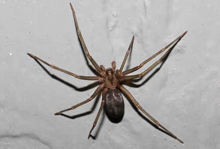 the long legs of a brown recluse spider are spread out as it is in attack pose on an oklahoma wall