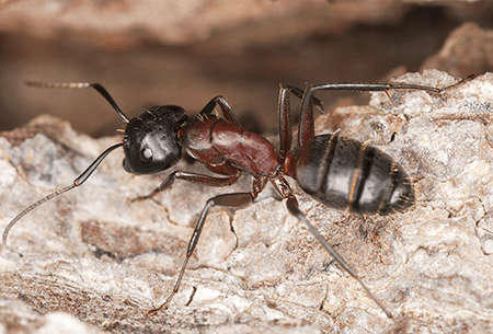 carpenter ant crawling on wood