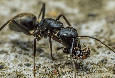 carpenter ant carrying beetle