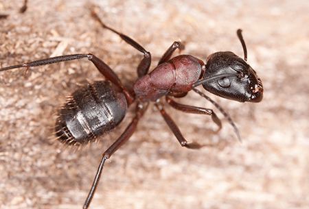Learn More About Common Ants Found In Tulsa carpenter ant found in tulsa home