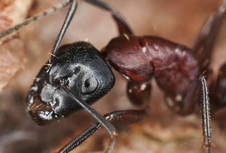 carpenter ant in okalhoma home