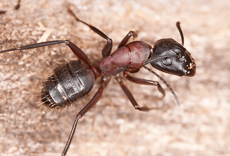 carpenter ant found in tulsa home