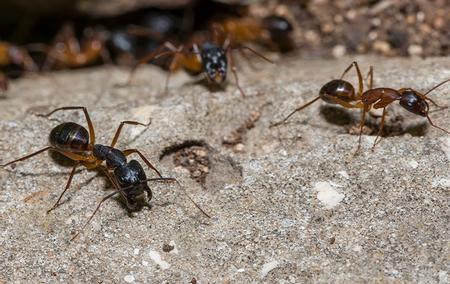 capenter ants crawling on teh ground