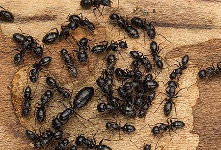 carpenter ants on the ground