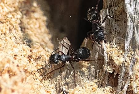 carpenter ants outside oklahoma home
