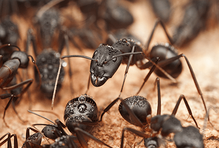 carpenter ants up close