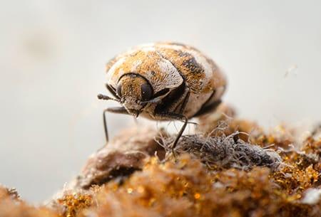 This looks like a carpet beetle to me. I've been finding one at a time for  months. I have absolutely no signs of carpet beetles tho, and I have  checked all of