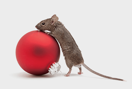Watch Out For These Pests When You Get Decorations Out mouse next to holiday decoration