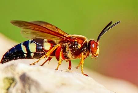 a read headed cicada killer flapping its wings feverishly in tulsa oklahoma home