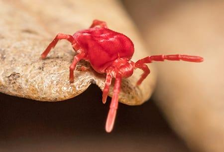 a clover mite crawling along a brown dead leaf in a tulsa oklahoma garden