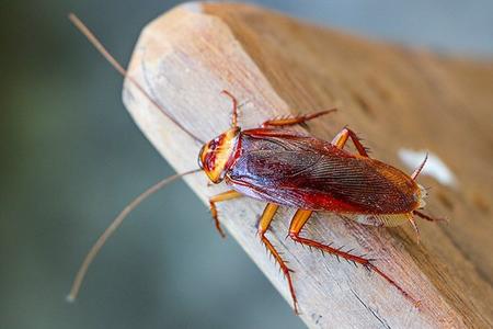 cockroach crawling on table