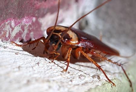 cockroach in tulsa home