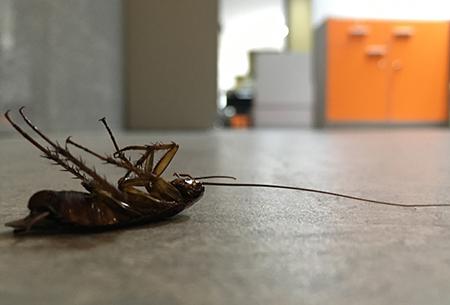 a cockroach upside down on a kitchen floor