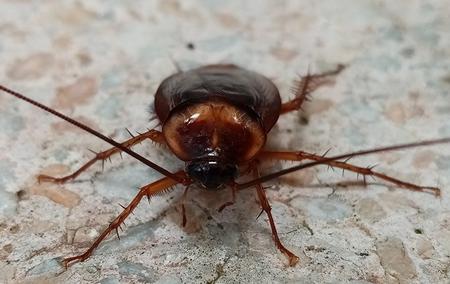 a cockroach crawling on the floor of a home