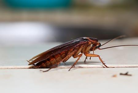 Keep Cockroaches Out Of Your Kitchen This Fall an american cockroach crawling along the kitchen table of a tulsa oklahoma property