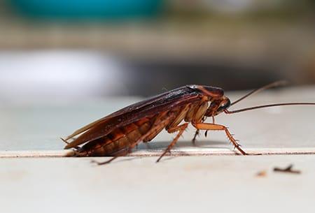 an american cockroach crawling along the kitchen table of a tulsa oklahoma property