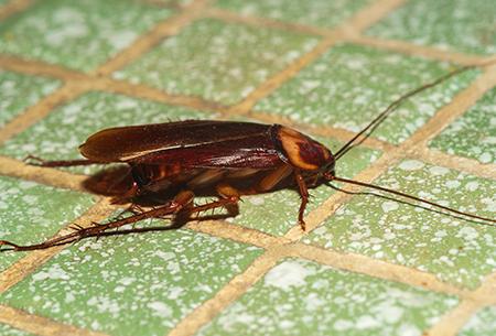cockroach on green tile