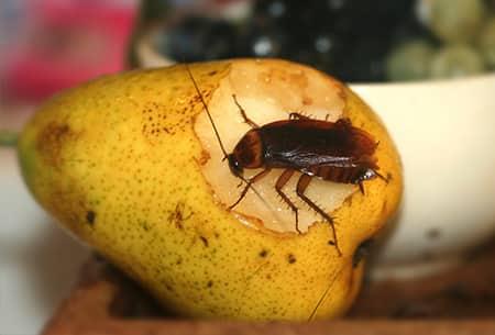 Prepare For Cockroach Season a full grown adult cockroach infesting a ripe yellow pear in a tulsa kitchen