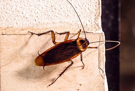 cockroach on the side of the wall