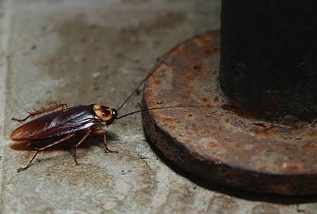 cockroach near a steel bar