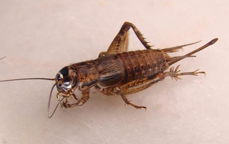 a cricket on a tile floor inside a home