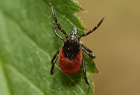 tick crawling on leaf