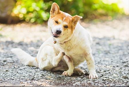 a montgomery oklahoma pet dog cratching at flea bites outside on a sunny summer day